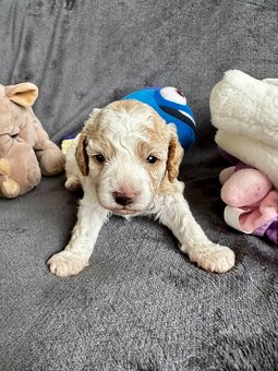 🐶 CAVAPOOCHON ŠTĚŇÁTKA – PRVNÍ VRH NAŠICH RODINNÝCH MAZLÍKŮ - 17