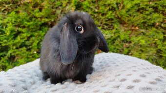 Zakrslý beránek, králíček, králík -PIPER - 17
