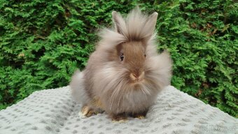 Zakrslý králík, králíček -(lvíček)-NATANIEL - 17