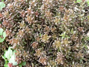 TRVALKY, SKALNIČKY, BYLINKY - 17