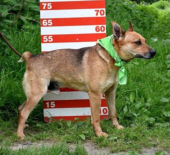 INKY K ADOOPCI - 2 ROKU,PŘÁTELSKÝ, KAMARÁD,VHODNÝ K SENIORŮM - 17