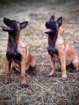 BELGICKÝ OVČÁK MALINOIS - ŠTĚŇATA S PP - 17