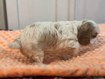 Kavalir King Charles spaniel - 17