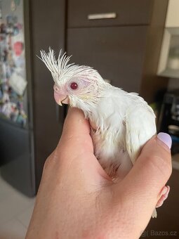 Ručně dokrmené korely Albino - 17
