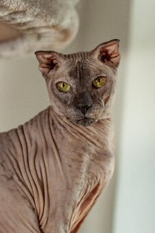 Koťata Donský Sphynx s PP - 17