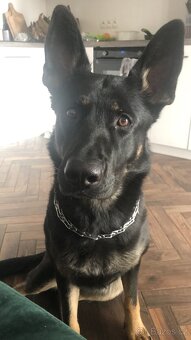 pracovní linie krátkosrstého německého ovčáka - 17