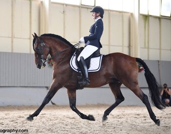 Lusitano hřebec PSL narozen 13.4. 2025 - 17