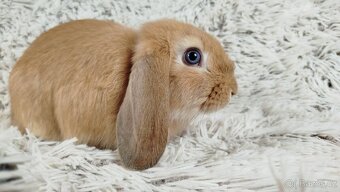 Zakrslý beránek, králíček, králík - RIKI - 17