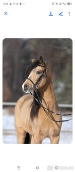 Hřebeček Welsh B 2025 Rezervace - 17