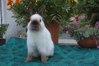 Zakrslý králík siamský žlutý s rodokmenem - 17
