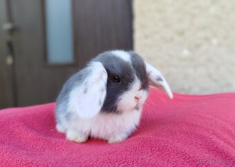 Zakrslý beránek, králíček, králík - ELIAH - 17
