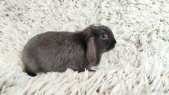 Zakrslý beránek, králíček, králík - ELLA - 17