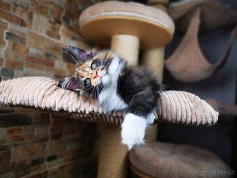 Mainská mývalí kočka s průkazem původu - kočička Nikkie - 17