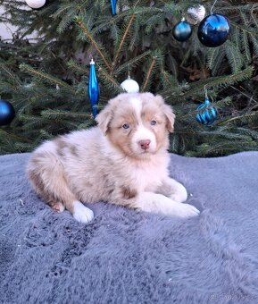 Australský ovčák s PP - 17