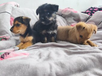 Jorkšírský teriér x pinč - 17