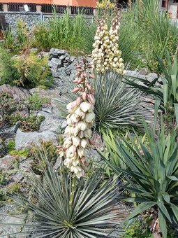 Juky, opuncie,agave - 17