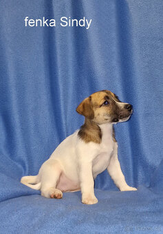 Jack russell terier - 17