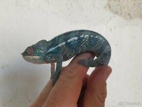 Chameleon pardáli Nosy be - 17