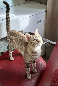 PŘEDBĚŽNÁ REZERVACE LUXUSNÍ Bengálská stříbrná koťáta s PP - 17