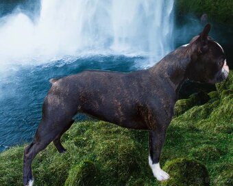 Bostonský teriér s PP - 17