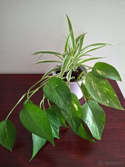 Plectrantus red + keramický obal - 17