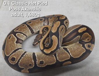 Krajta královská subadult a adult - 17