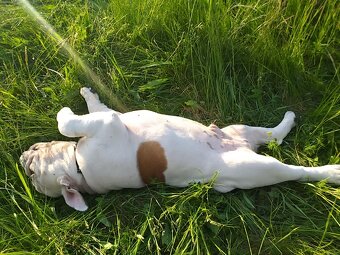 Anglický buldog na prodej. - 17