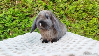 Zakrslý beránek, králíček, králík - PATRICIE - 17