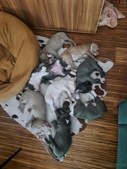 American Bully XL ŠTĚŇATA K ODBĚRU - 17