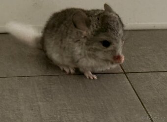 Činčila mládě samičky - 17