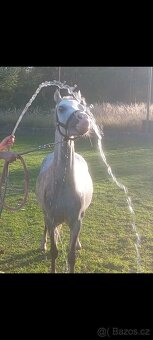 Welsh Mountain Pony - 17