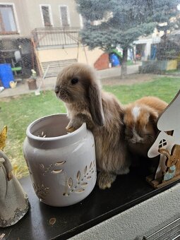 Zakrslý králík - 17