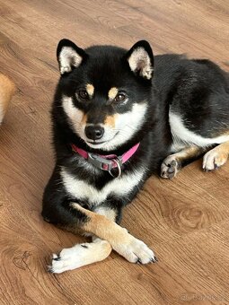 Shiba inu - 17