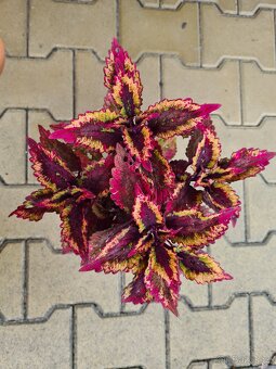 Africké okrasné kopřivy - SEMENA - Coleus - 17