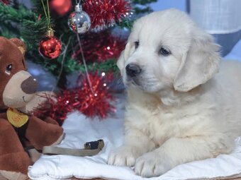 Zlatý retrívr - 17