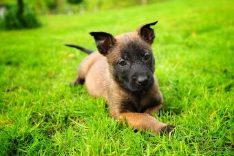 Belgický ovčák Malinois - 17