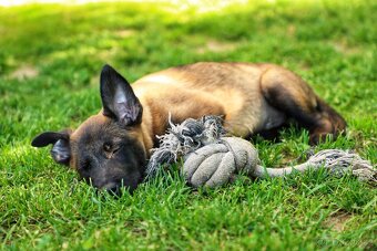 Belgický ovčák Malinois - 17