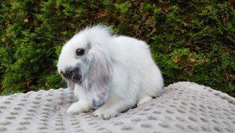 Zakrslý beránek, králíček, králík - MOLLY - 17