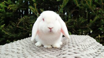 Zakrslý beránek, králík, králíček - WILLIAM - 17