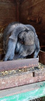 Francouzský  beran - 17