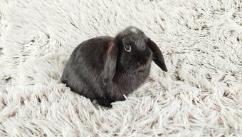 Zakrslý beránek, králíček, králík - ELLA - 17