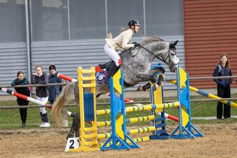 Milionový valach ČT - 17