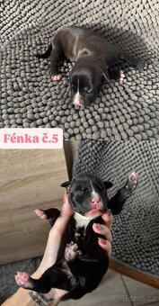 Americký stafordsirsky terier, Stafford, amstaf - 17