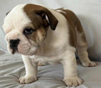 Anglicky Bulldog - 17