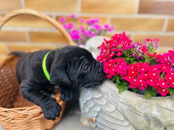 Cane Corso - 17