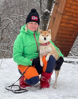 Shiba inu s PP /FCI / - 17