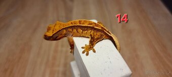 Pagekon řasnatý - 17