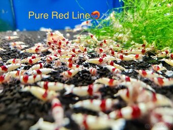 TOP AKVA KREVETKY PREMIUM Caridina a Neocaridina - Odchovy - 17