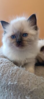 Ragdoll kotatka - 17