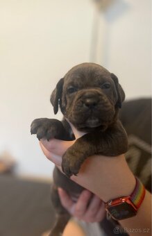 Štěně cane corso - 17